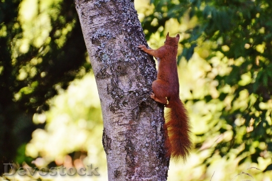 Devostock Squirrel Nager Cute Nature 1