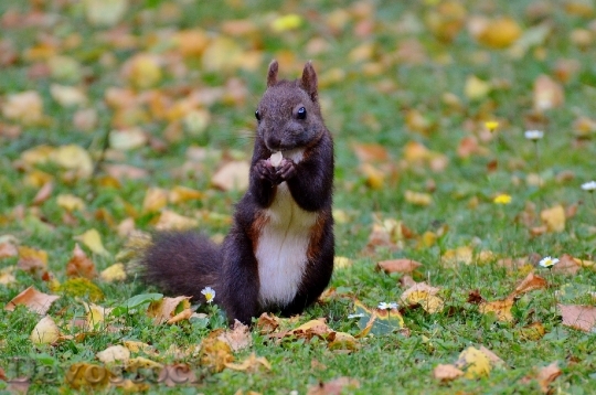 Devostock Squirrel Nager Cute Nature 18