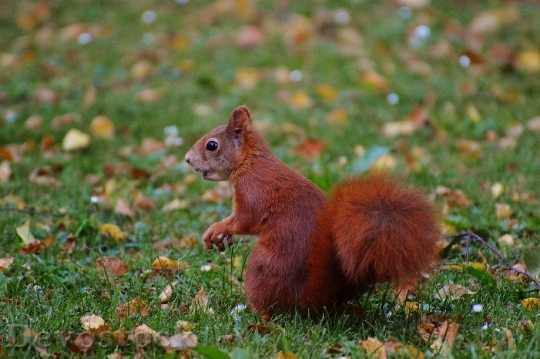 Devostock Squirrel Nager Cute Nature 3