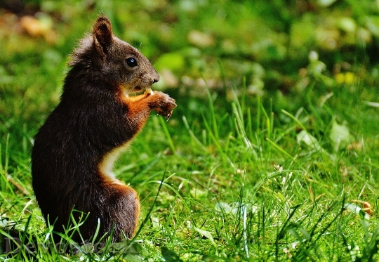 Devostock Squirrel Nager Cute Nature 38