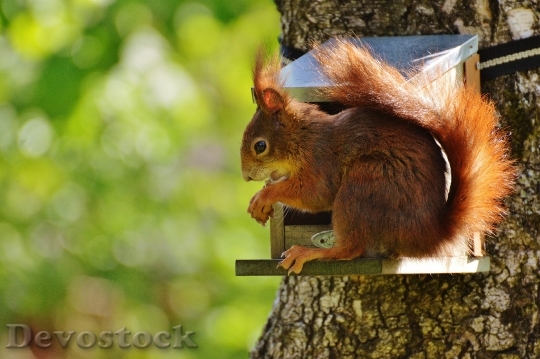 Devostock Squirrel Nager Cute Nature 43