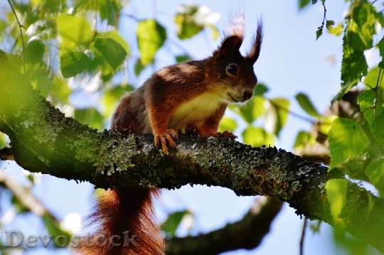 Devostock Squirrel Nager Cute Nature 45