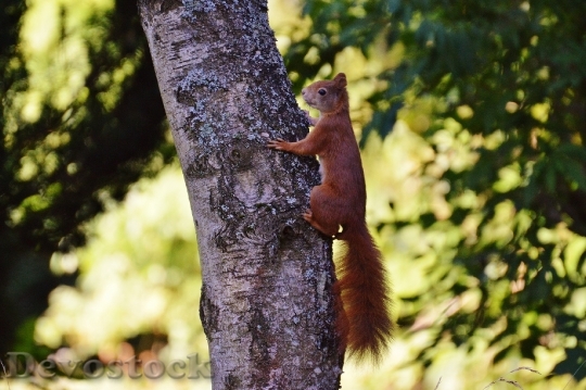 Devostock Squirrel Nager Cute Nature 5