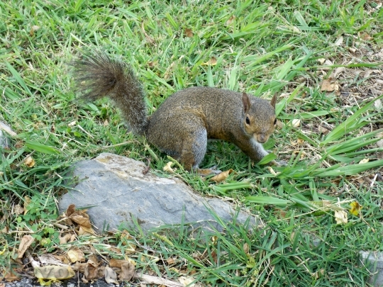 Devostock Squirrel Nature Park Lively