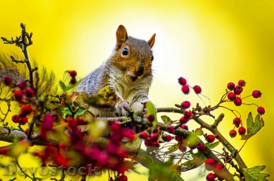 Devostock Squirrel Outdoor Wallpaper Tree