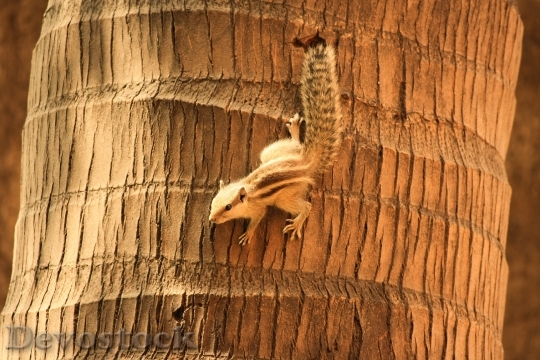 Devostock Squirrel Palm Tree Climbing 1