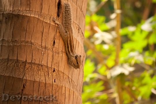 Devostock Squirrel Palm Tree Climbing