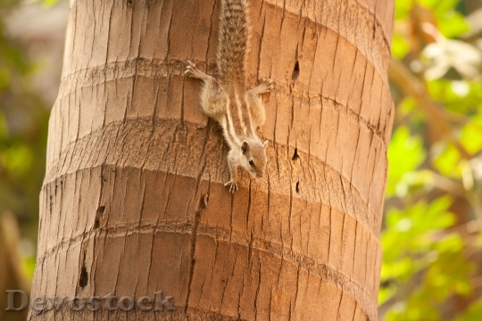 Devostock Squirrel Palm Tree Climbing 4