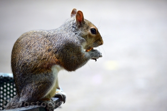 Devostock Squirrel Park Acorn 1600155