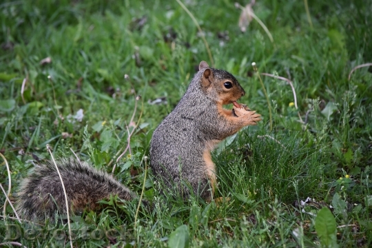Devostock Squirrel Peanut Wildlife Paws