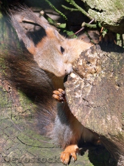 Devostock Squirrel Sciurus Rodent Croissant 0