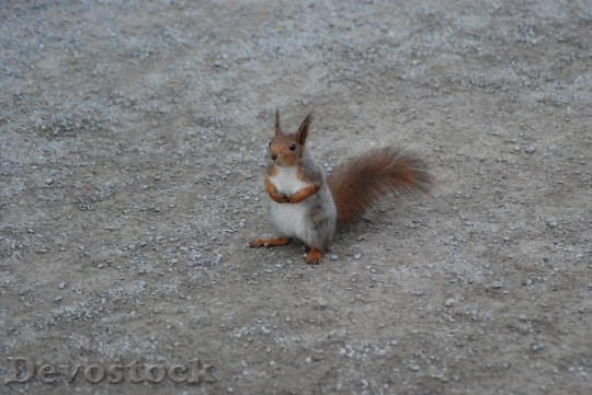 Devostock Squirrel Sitting Rodent Animal