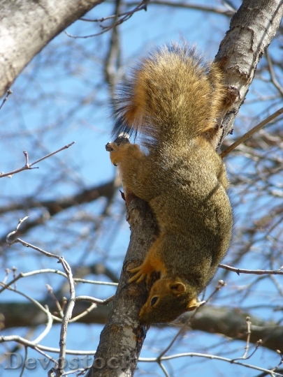 Devostock Squirrel Spring Animal World