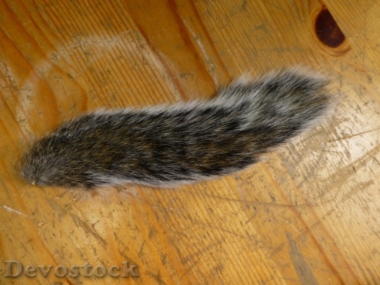 Devostock Squirrel Tail Taxidermy Animal