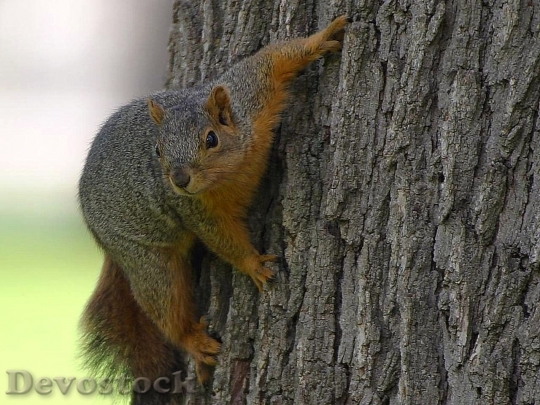 Devostock Squirrel Tree Animals Fauna