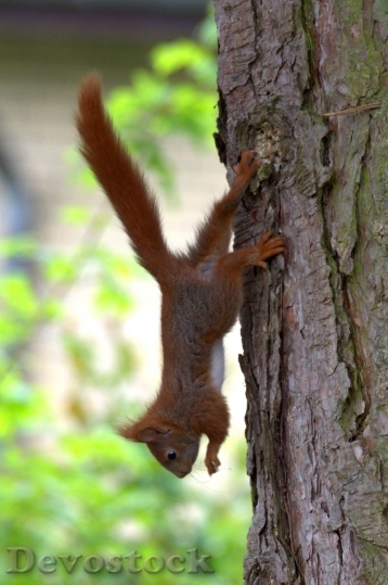 Devostock Squirrel Tree Cute Animal