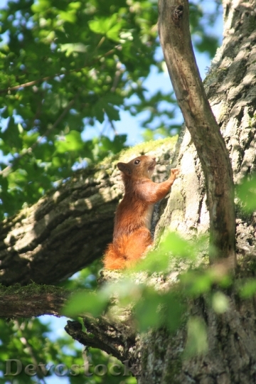 Devostock Squirrel Tree Forest 1225436