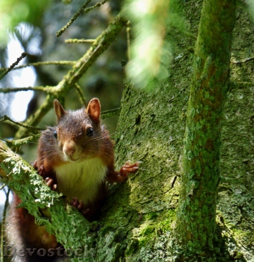 Devostock Squirrel Tree Forest Rodents