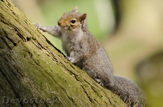Devostock Squirrel Tree Mammal Paw