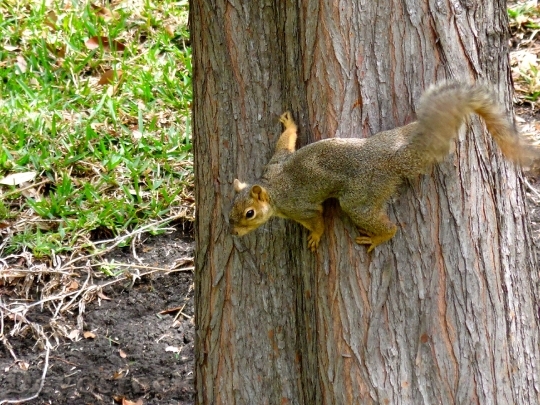 Devostock Squirrel Tree Rodent Forest