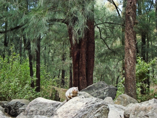 Devostock Squirrel Trees Natural Forest