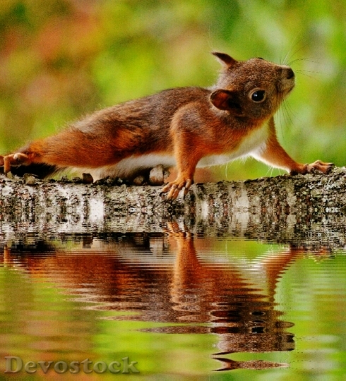 Devostock Squirrel Water Mirroring Nager 0
