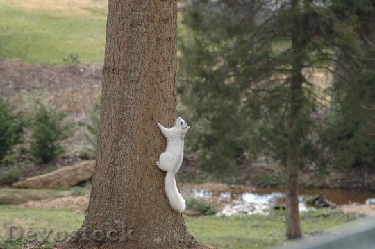 Devostock Squirrel White Rodent Climbing