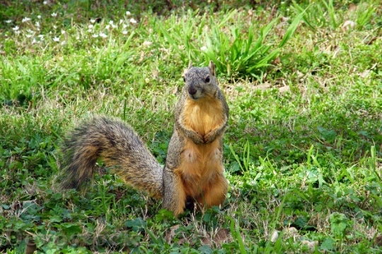 Devostock Squirrel Wildlife Animals Outdoors