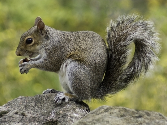 Devostock Squirrel Wildlife Nature Animal