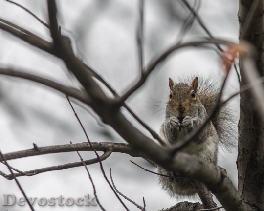 Devostock Squirrel Winter Tree Winter