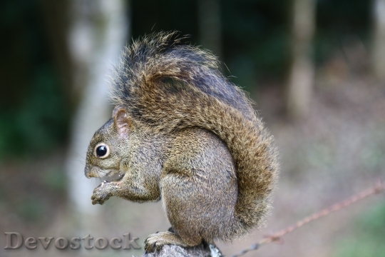 Devostock Squirrel Wood Animal Forest