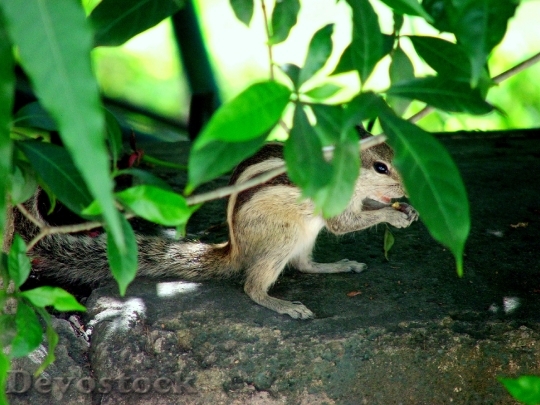 Devostock Squirrels Hiding Animals Mammals