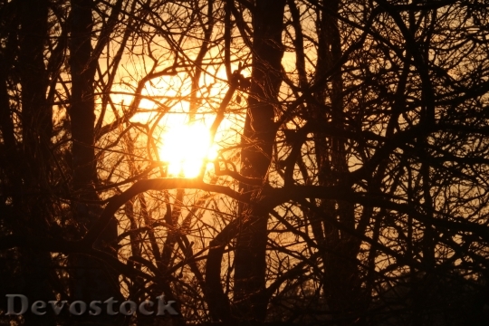 Devostock Sun Forest Sunlight Abendstimmung