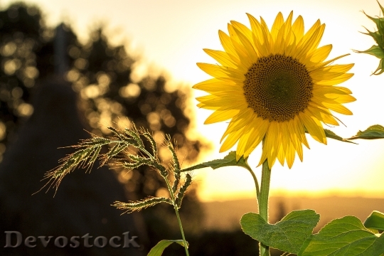 Devostock Sunflower Sun Summer Yellow