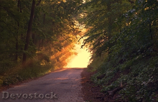 Devostock Sunlight Forest Way Path