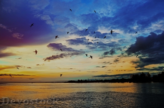Devostock Sunrise Sea Birds Sunset