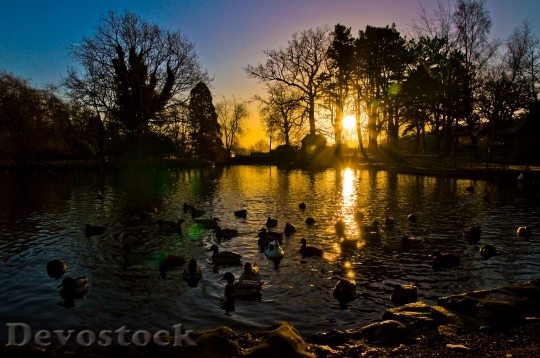 Devostock Sunrise Sunset Ducks Nature