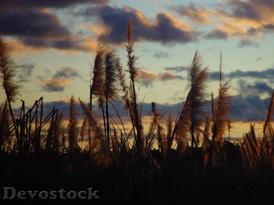 Devostock Sunset Afterglow Through Reeds