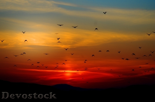Devostock Sunset Birds Flying Sky