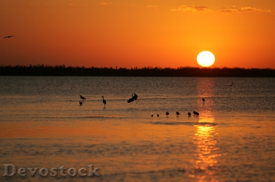 Devostock Sunset Birds Water Beach