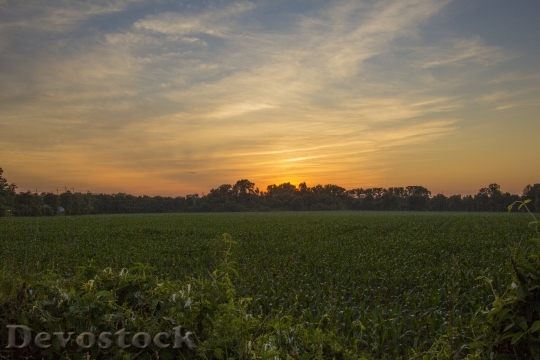 Devostock Sunset Corn Field Field