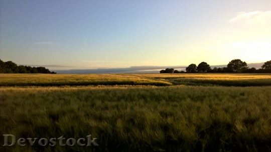 Devostock Sunset Cornfield Gold Landscape 1