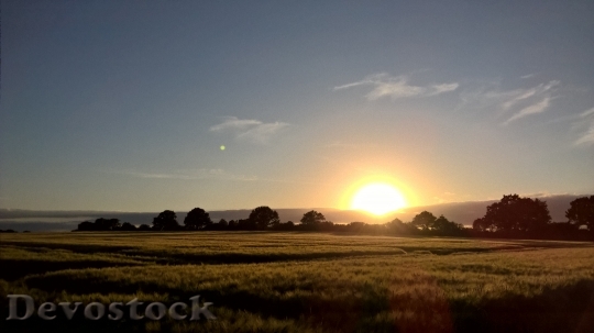 Devostock Sunset Cornfield Gold Landscape