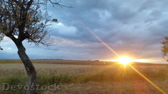 Devostock Sunset Field Gold Field