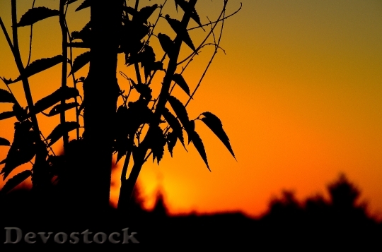 Devostock Sunset Landscape Summer Leaves