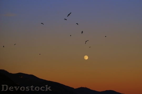 Devostock Sunset Luna Birds Sky 0