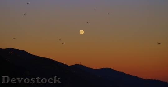 Devostock Sunset Luna Birds Sky 1