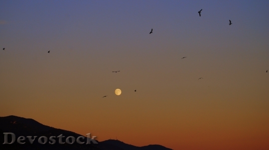 Devostock Sunset Luna Birds Sky