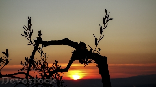Devostock Sunset Olive Tree Branches