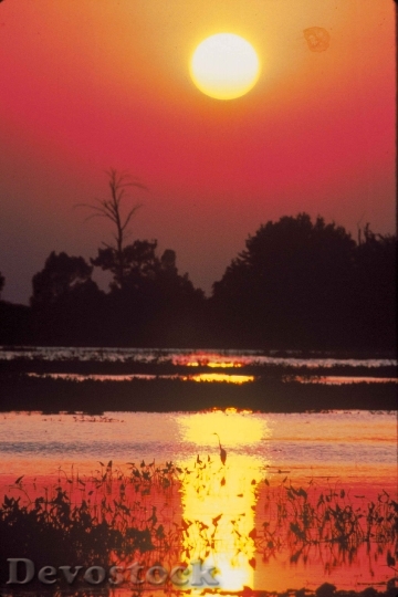 Devostock Sunset Red Burd Scenics